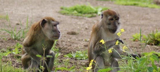 Java-apen Eugen & Oz genieten van hun Apeneiland!